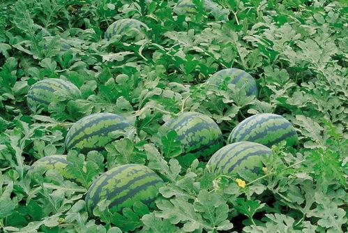 娱乐吃瓜场地图片高清,一场视觉盛宴的幕后揭秘  第1张